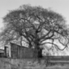 Tree Over Old Steadings