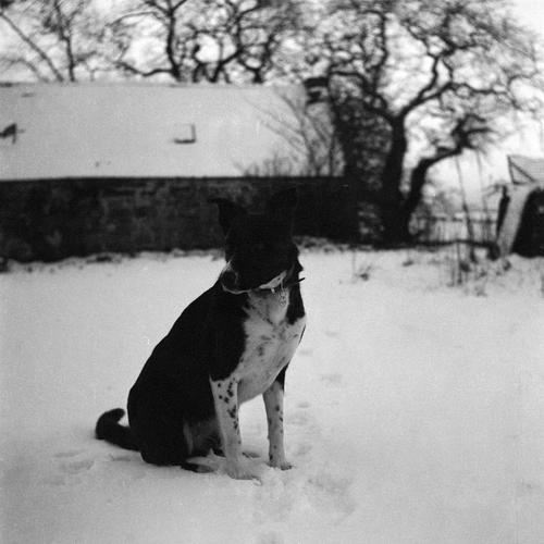 Black Dog On Snow Was Never Going To Go